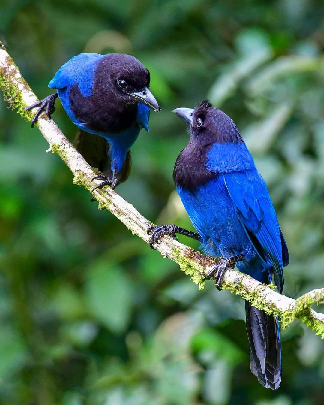 Aperçu du site SSTV de F4LTX Christian